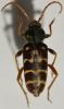 Plagionotus arcuatus